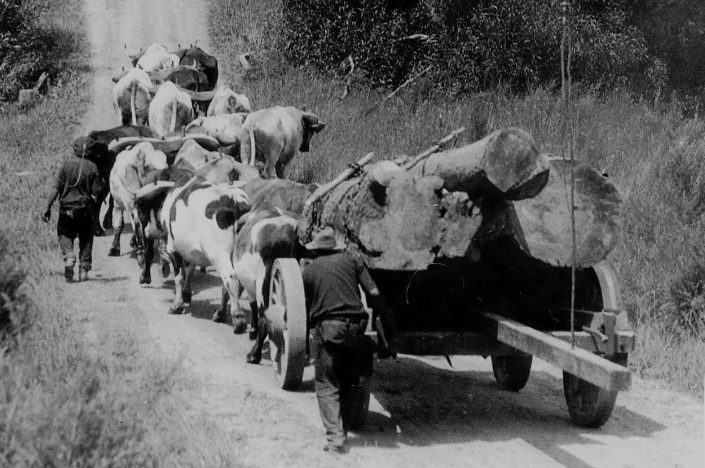PHS 0254 Wagon Bullocks